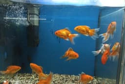 Eymen Pet Shop &amp; Akvaryum