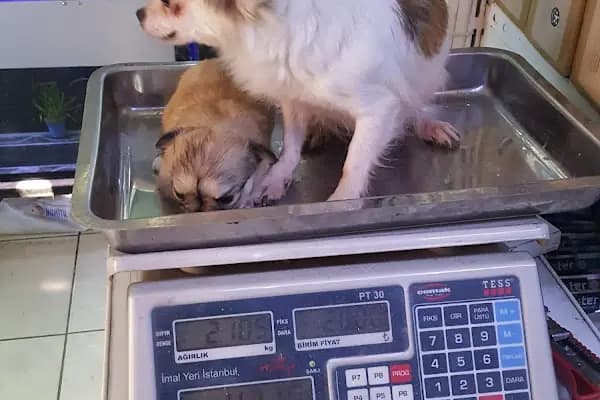 AH-ZOO PETSHOP AKVARYUM - Evcil hayvan mağazası - Antalya Kepez