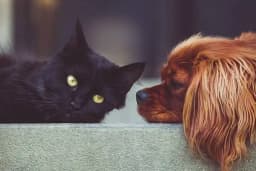 Novapet Veteriner Kliniği