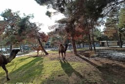 Gaziantep Hayvanat Bahçesi Binicilik & Pony Club