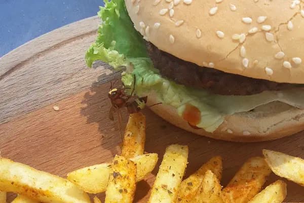 ASPAT BEACH CLUB RESTAURANT - Restoran - Muğla Milas