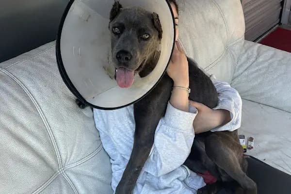 Ataşehir HUGO Veteriner Kliniği - Ataşehir 7/24 Veteriner - Acil Veteriner - Veteriner - İstanbul Ataşehir