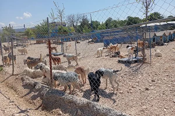Hepad Terk Edilmişlerin Pati Bahçesi - Hayvanları Koruma Derneği - Bursa Nilüfer