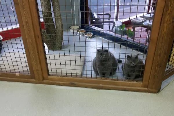 Pet Bursa - Veteriner - Bursa Büyükorhan