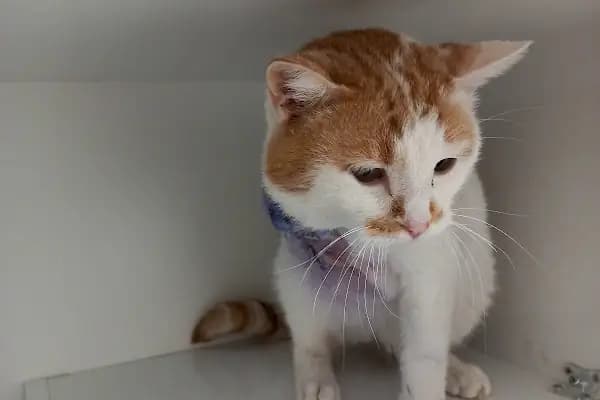 PELİT VETERİNER KLİNİĞİ - Veteriner - Gaziantep Şehitkamil