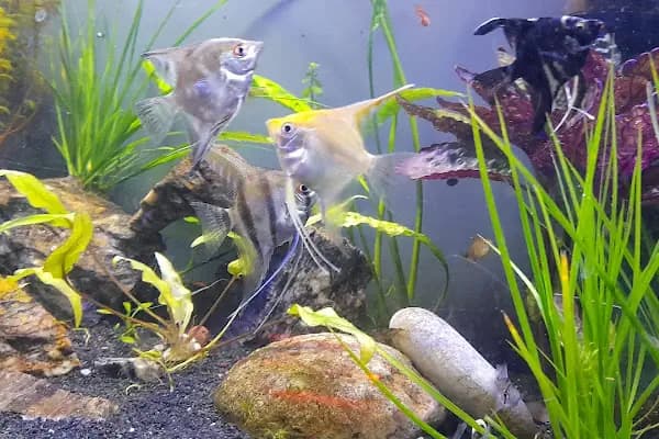 Masal petshop - Evcil hayvan mağazası - Antalya Alanya