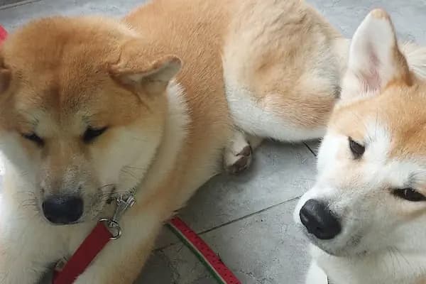 Pityvet Veteriner Kliniği - Veteriner - İzmir Karşıyaka