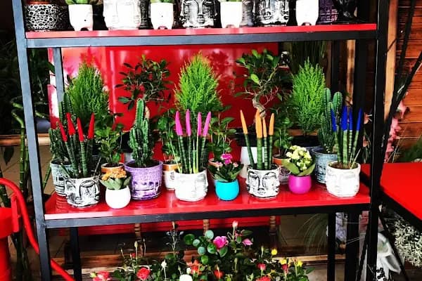 MOR SALKIM FLOWER'S - Çiçekçi - Kocaeli Başiskele