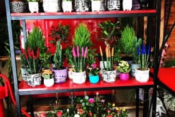 MOR SALKIM FLOWER'S