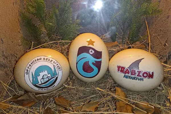 Trabzon Kuş Parkı - Hayvanat Bahçesi - Trabzon Ortahisar