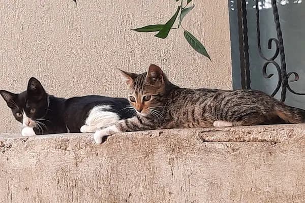 Atlantis Veteriner Kliniği - Veteriner - İzmir Konak