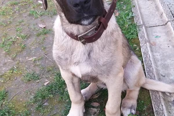 Peti veteriner kliniği - Veteriner - Bursa Nilüfer