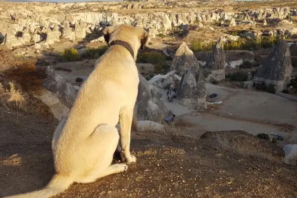 Pet 224 Veteriner Kliniği | 7/24 Acil Veteriner | Nöbetçi Veteriner | Beşevler Veteriner | Nilüfer Veteriner - Veteriner - Bursa Nilüfer