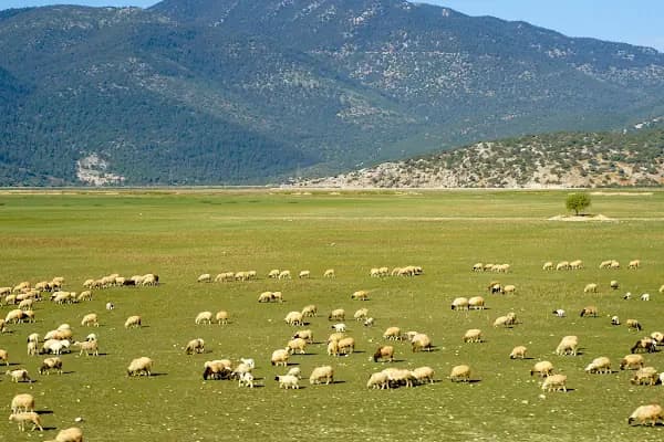 Çığlıkara Nature Reserve - Doğa Koruma Alanı - Antalya Demre