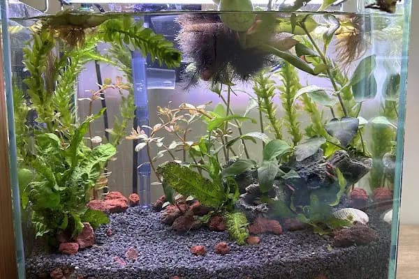 Aqua-Botanic - Evcil Hayvan Malzemeleri Mağazası - İstanbul Maltepe