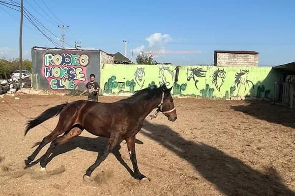 Rodeo Horse Club - At Binme Hizmeti - Antalya Alanya