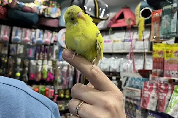 PETSHOP EVCİL HAYVAN DÜNYASI İZMİT - Evcil Hayvan Malzemeleri Mağazası - Kocaeli Başiskele
