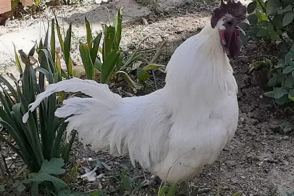 Doğa Kanatlı Hayvancılik - Hayvanat Bahçesi - Konya Bozkır