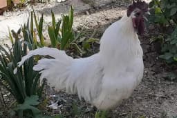 Doğa Kanatlı Hayvancılik