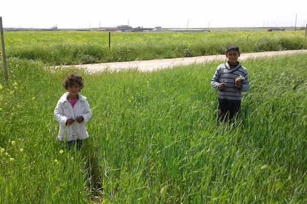 akçakale şuski - Su İşleri - Şanlıurfa Akçakale
