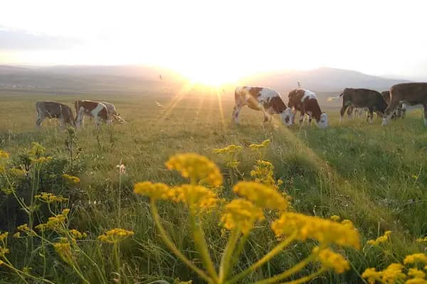 Süngüderesi - Administrative Area3 - Kars Kars Merkez