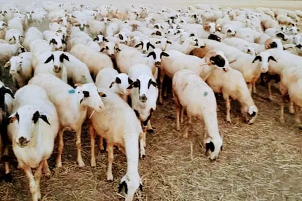 Kar Tanesi Karya Koyun Yetiştiriciliği - Kümes Hayvanları Çiftliği - İzmir Bayındır