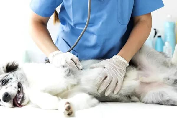 Pethome Veteriner Kliniği - Veteriner - İstanbul Bağcılar