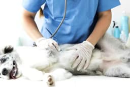 Pethome Veteriner Kliniği