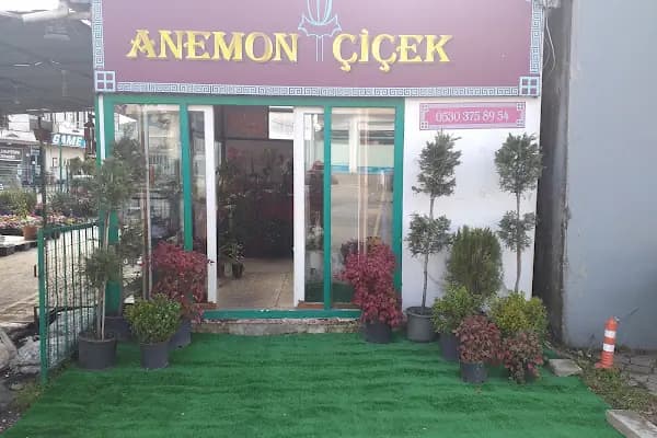 Anemon Çiçek - Çiçekçi - Sakarya Serdivan