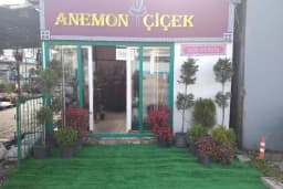 Anemon Çiçek