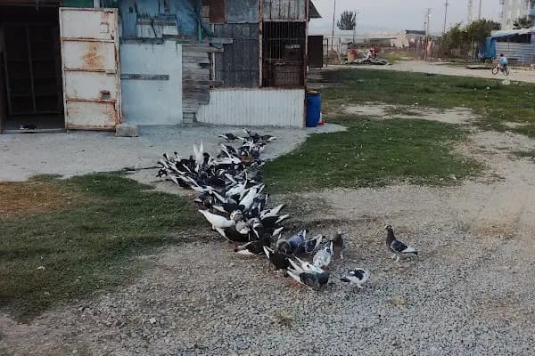 Süleyman Usta - Ciğer ve Kebap Salonu - Kebap Restoranı - Mersin Akdeniz