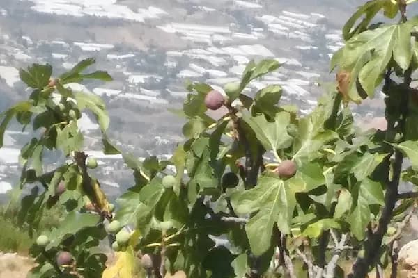 Tartan Meşrubat San. Tic. Ltd. Şti. - Mağaza - Mersin Anamur