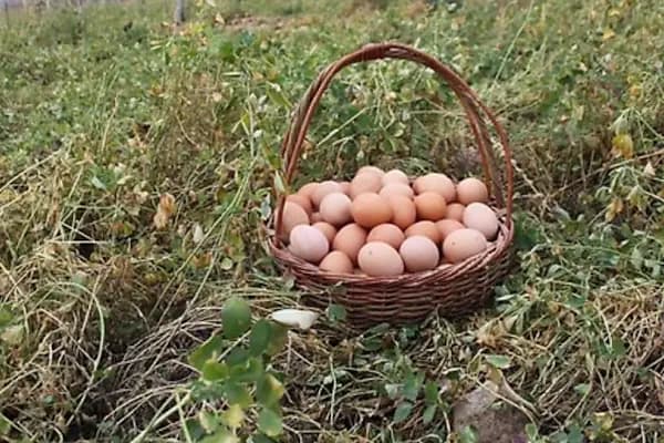 Aygünler yumurta - Gıda Pazarı - Sakarya Adapazarı