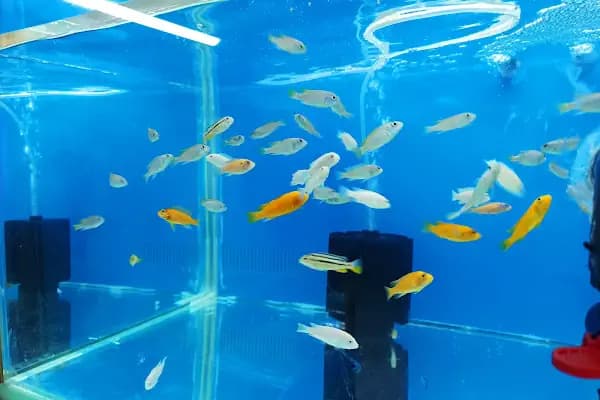 Haycan Akvaryum ve Petshop - Evcil hayvan mağazası - İstanbul Bakırköy
