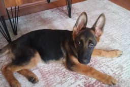 ANiPOL VETERİNER KLİNİĞİ DENİZLİ