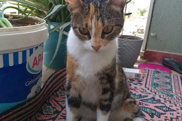 Bornova Belediyesi Kedi Kliniği - Veteriner - İzmir Bornova