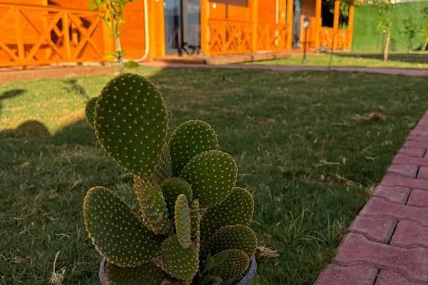 Lemon Garden Bungalow - Otel - Antalya Demre
