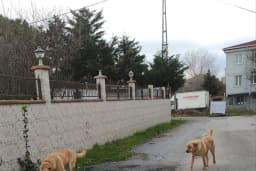 VİKTORUN MEKANI