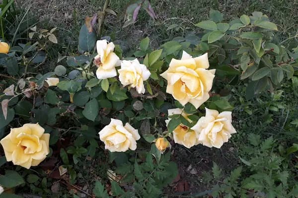 Anamur Hayvanları Koruma Derneği - Hayvanları Koruma Derneği - Mersin Tarsus