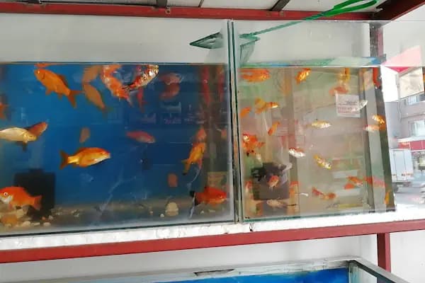 Yüksel Petshop - Evcil hayvan mağazası - Adana İmamoğlu