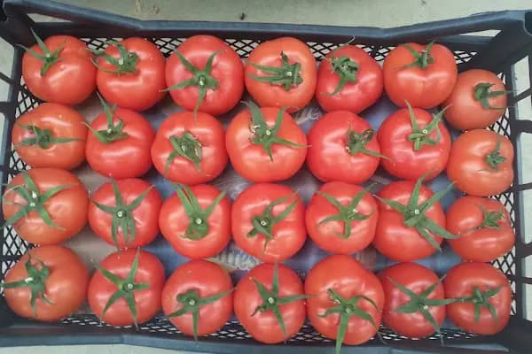 Payallar toptanci hali - Alışveriş merkezi - Antalya Akseki