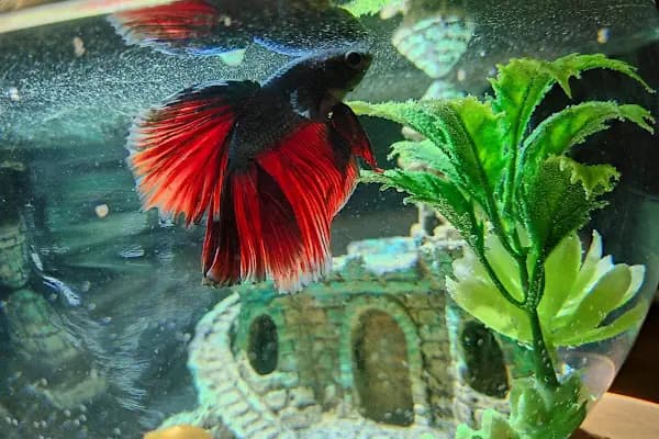 Konya akvaryum petshop - Evcil hayvan mağazası - Konya Meram