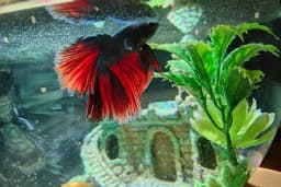Konya akvaryum petshop
