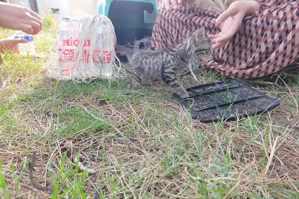 Ali Demir Veteriner Kliniği - Veteriner - Adana Kozan