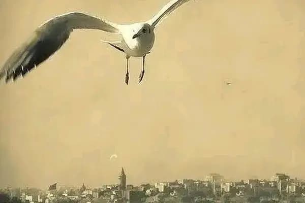 Helikopterci Mehmet siyam ARTAR - İnşaat Firması - Şanlıurfa Ceylanpınar