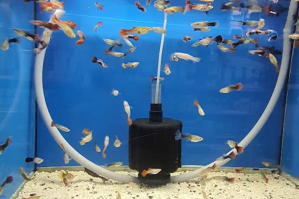 Emir Akvaryum Pet Shop - Evcil hayvan mağazası - Ankara Sincan