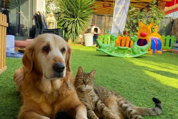 Petibör Pet Shop ve Kafe - Evcil hayvan mağazası - Mersin Yenişehir