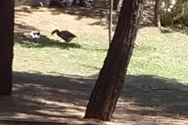 park - Vahşi Yaşam Parkı - Kocaeli Körfez