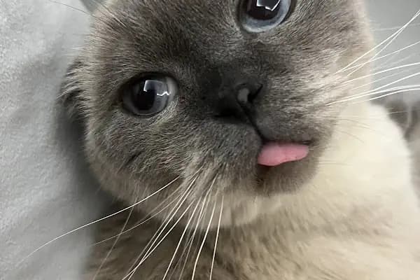 PETCLASS VETERİNER KLİNİĞİ - Veteriner - Bursa Nilüfer