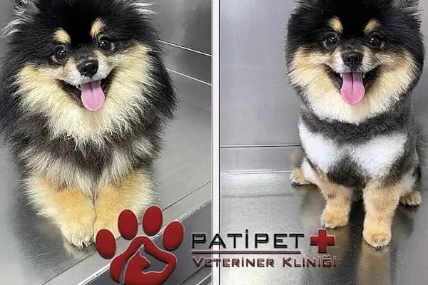 Pati Pet Veteriner Kliniği - Balıkesir - Veteriner - Balıkesir Karesi